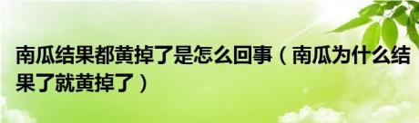 南瓜结果都黄掉了是怎么回事（南瓜为什么结果了就黄掉了）