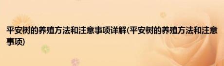 平安树的养殖方法和注意事项详解(平安树的养殖方法和注意事项)