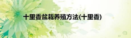 十里香盆栽养殖方法(十里香)