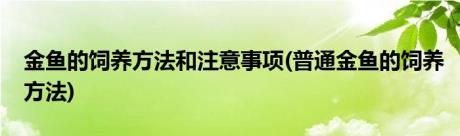 金鱼的饲养方法和注意事项(普通金鱼的饲养方法)