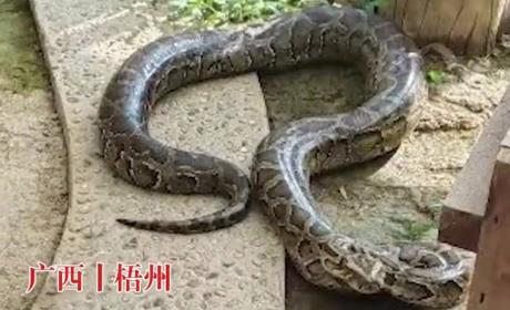 工人挖路挖出24公斤重大蟒蛇：已送动物救助站，将不再放归野外