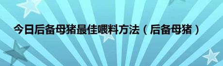 今日后备母猪最佳喂料方法（后备母猪）