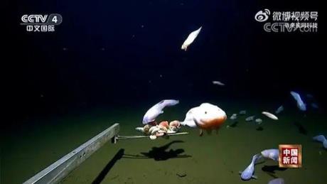 日本8336米深海发现怪鱼，一离水就“融化”！瞬间化成“啫喱状”