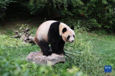 大熊猫“圆梦”将于7月25日返回中国