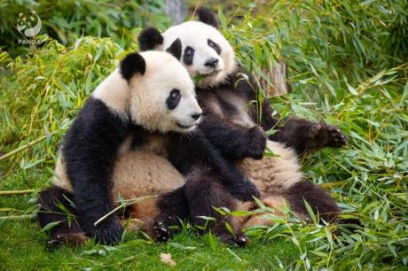 德国旅居大熊猫“梦想”和“梦圆”平安返回成都